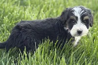 Oscar, a male Bernedoodle for sale in Shipshewana, IN – 7 of 9