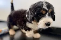 Winston, a male Miniature Bernedoodle for sale in Shipshewana, IN – Photo 5 of 6