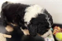 Winston, a male Miniature Bernedoodle for sale in Shipshewana, IN – Photo 4 of 6