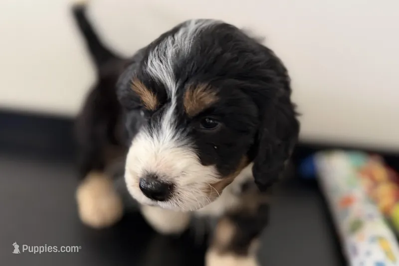 Winston – Miniature Bernedoodle puppy for sale in Shipshewana, IN