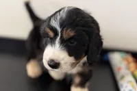 Winston, a male Miniature Bernedoodle for sale in Shipshewana, IN – Photo 1 of 6