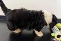 Winston, a male Miniature Bernedoodle for sale in Shipshewana, IN – Photo 6 of 6