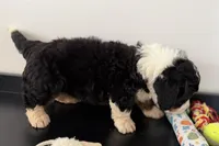 Winston, a male Miniature Bernedoodle for sale in Shipshewana, IN – Photo 3 of 6