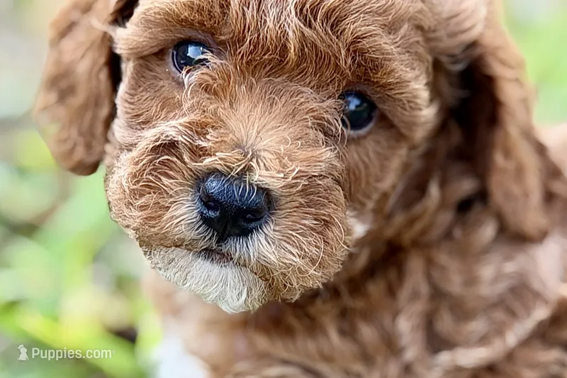 Bailey – Poodle - Toy  puppy for sale in Shipshewana, IN