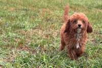 Benny, a male Poodle - Toy  for sale in Shipshewana, IN – 4 of 8