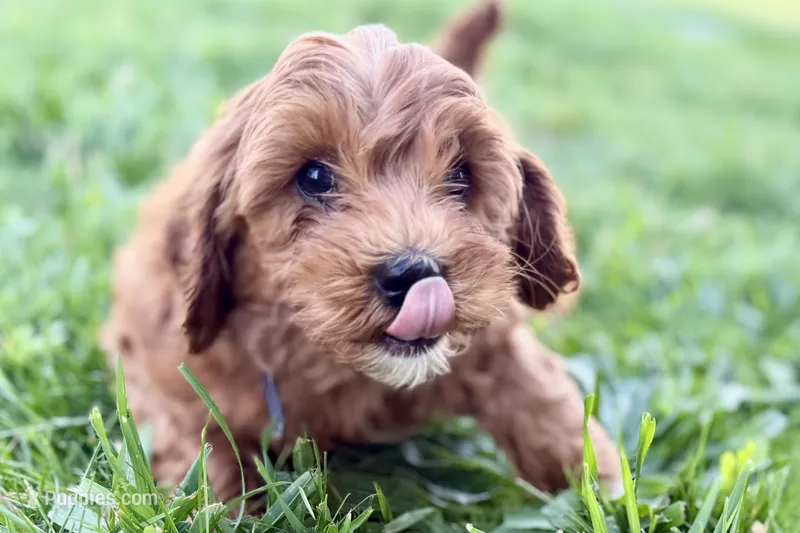 Waldo – Miniature Goldendoodle puppy for sale in Shipshewana, IN