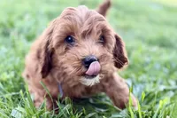 Waldo, a male Miniature Goldendoodle for sale in Shipshewana, IN – 1 of 10