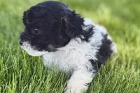 Paris, a female Poodle - Miniature  for sale in Shipshewana, IN – 4 of 9