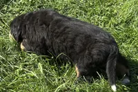 Heaven, a male Bernese Mountain Dog for sale in Shipshewana, IN – 4 of 6
