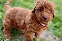 Waverly, a female Miniature Goldendoodle for sale in Shipshewana, IN – 9 of 10
