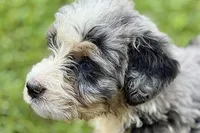 Yogi, a male Bernese Mountain Dog and Miniature Bernedoodle for sale in Shipshewana, IN – 8 of 10