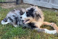 Yeller, a male Miniature Bernedoodle for sale in Shipshewana, IN – 3 of 10