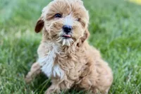 Olive , a female Goldendoodle for sale in Shipshewana, IN – 8 of 9