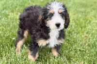 Oreo, a male Bernedoodle for sale in Shipshewana, IN – 8 of 10