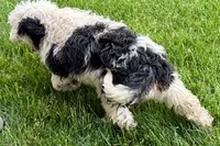 Willow , a female Miniature Bernedoodle for sale in Shipshewana, IN – 3 of 10