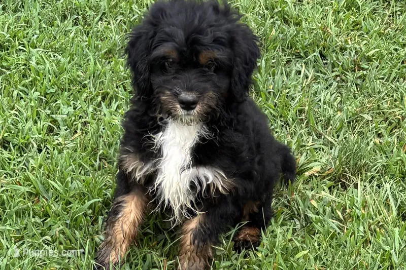 Omar – Miniature Bernedoodle puppy for sale in Shipshewana, IN
