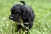 Omar, a male Bernedoodle for sale in Shipshewana, IN – 2 of 10