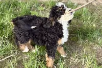 Ollie, a male Bernedoodle for sale in Shipshewana, IN – 7 of 10