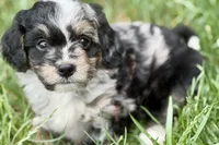 Ottor , a male Bernedoodle for sale in Shipshewana, IN – 6 of 9
