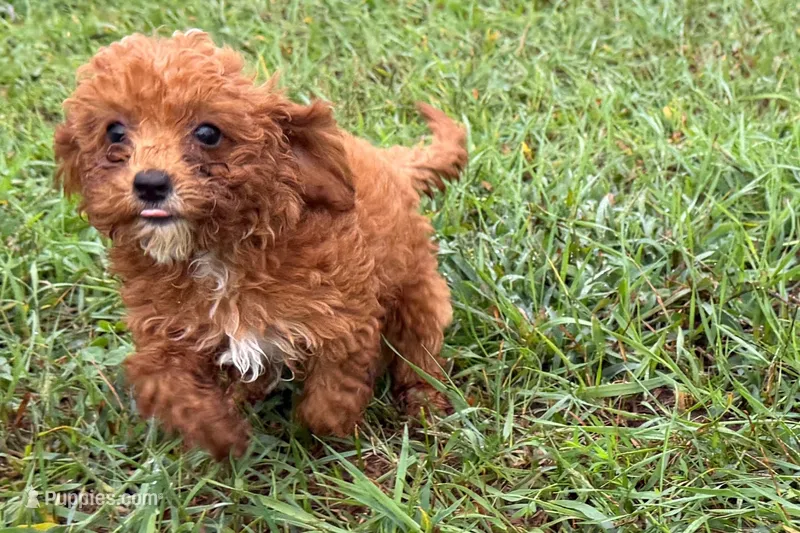 Benny – Poodle - Toy  puppy for sale in Shipshewana, IN