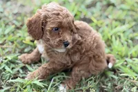 Bailey, a female Poodle - Toy  for sale in Shipshewana, IN – 4 of 10