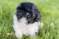 Paris, a female Poodle - Miniature  for sale in Shipshewana, IN – 6 of 9