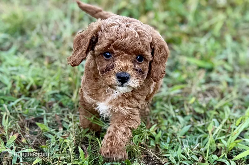 Benny – Poodle - Toy  puppy for sale in Shipshewana, IN