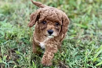 Benny, a male Poodle - Toy  for sale in Shipshewana, IN – 1 of 10