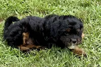 Omar, a male Miniature Bernedoodle for sale in Shipshewana, IN – 4 of 9