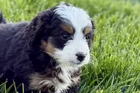 Opal, a female Bernedoodle for sale in Shipshewana, IN – 3 of 9