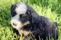 Ocean, a female Bernedoodle for sale in Shipshewana, IN – 4 of 10