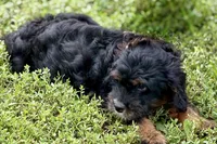 Omar, a male Miniature Bernedoodle for sale in Shipshewana, IN – 9 of 9