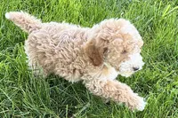 Orvan , a male Goldendoodle for sale in Shipshewana, IN – 5 of 10