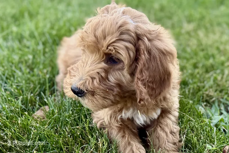 Orlo – Goldendoodle puppy for sale in Shipshewana, IN