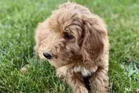 Orlo, a male Goldendoodle for sale in Shipshewana, IN – 1 of 8