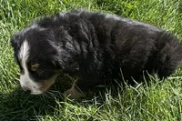Heaven, a male Bernese Mountain Dog for sale in Shipshewana, IN – 2 of 6
