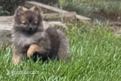 Waffles – Pomeranian puppy for sale in Shipshewana, IN