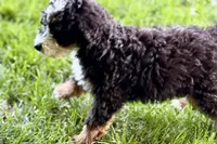 Ollie, a male Bernedoodle for sale in Shipshewana, IN – 9 of 10