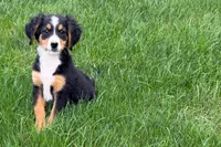 Jen, a female Bernedoodle for sale in Shipshewana, IN – 1 of 9