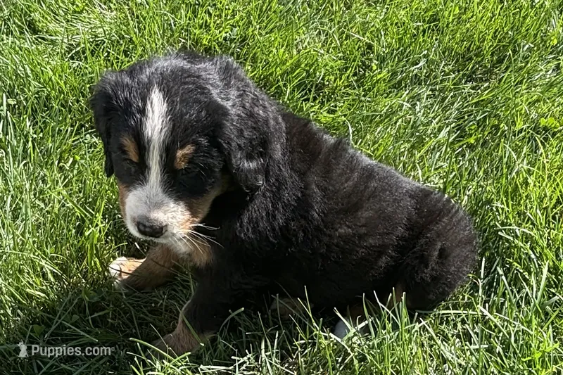 Heaven – Bernese Mountain Dog puppy for sale in Shipshewana, IN