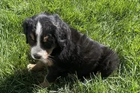 Heaven, a male Bernese Mountain Dog for sale in Shipshewana, IN – 1 of 6