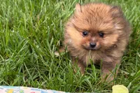 Toby, a male Pomeranian for sale in Shipshewana, IN – 6 of 6