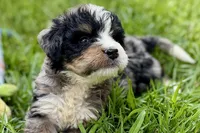 Yeller, a male Bernese Mountain Dog and Miniature Bernedoodle for sale in Shipshewana, IN – 7 of 9