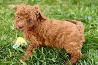 Winter, a female Miniature Goldendoodle for sale in Shipshewana, IN – 5 of 9