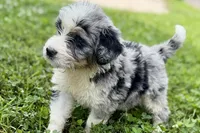 Yogi, a male Bernese Mountain Dog and Miniature Bernedoodle for sale in Shipshewana, IN – 2 of 10