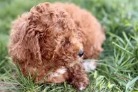 Whisper, a female Miniature Goldendoodle for sale in Shipshewana, IN – 5 of 8
