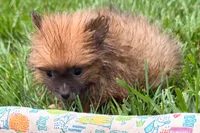 Uma, a female Pomeranian for sale in Shipshewana, IN – 3 of 6