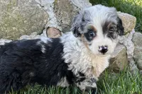 Jared, a male Bernedoodle for sale in Shipshewana, IN – 5 of 7