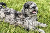 Yukon, a male Goldendoodle for sale in Shipshewana, IN – 6 of 8