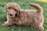 Orlo, a male Goldendoodle for sale in Shipshewana, IN – 4 of 8